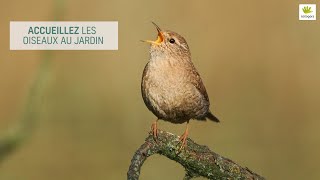 Accueillir les oiseaux au jardin [upl. by Johann]