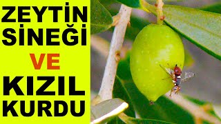 Zeytin Sineği ve Zeytin Kızıl Kurdu Mücadelesi  Deniz Yosunu  Potasyum Uygulaması [upl. by Devin]