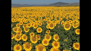 Ayçiçeği Şov Ayçiçekleri Güneşi Neden Takip Eder How To Sunflowers Face To Sun [upl. by Newg328]