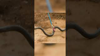 Atrapé la serpiente más peligrosa del planeta LA MAMBA NEGRA animalessalvajes shorts [upl. by Niotna677]