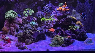 Innovative Marine 50 Lagoon AIO 4 DINOS GONE [upl. by Pheni]