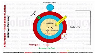 Topic 23 Antimalarial Drugs  Chloroquine Mechanism of Action  Chloroquine MOA  Antimalarial [upl. by Bluefield]