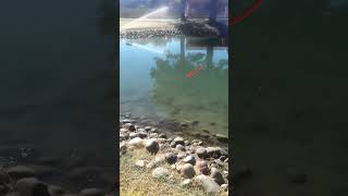 Caught a CATFISH while fish for Carp  Sun Lakes Arizona [upl. by Elisha162]