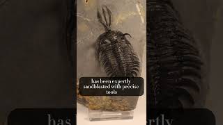 A Trilobite With A Trident fossil fossils trilobite paleontology dinosaur [upl. by Feerahs]