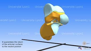 The foot Arthrology Myology Plantar fascia Plantar fat pad [upl. by Karab]