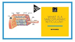 What is a Sarcoplasmic Reticulum [upl. by Ula]