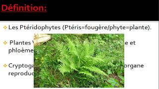 Biologie végétale les ptéridophytes botanique [upl. by Anayia848]