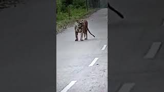 Tiger crossing the road youtube shorts 🐯🐯 [upl. by Nairadas]