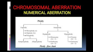 Chromosomal Aberration Numerical aberration including polyploidy [upl. by Ahselyt]