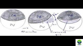 DVPT EMBRYO AMPHIBIEN [upl. by Yllak]