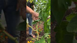 Tomato plants late summer care [upl. by Happ]