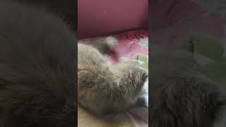 Happiness and fun 🤩🤩🥳🥳😻cat catlovers music funnycatsviralshort [upl. by Manda21]