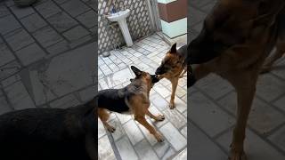 music doglover germanshepherd love pets [upl. by Annatsirhc]