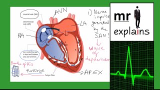 mr i explains Coordination of the Heartbeat by the SAN and AVN SinoatrialAtrioventricular nodes [upl. by Enyallij]