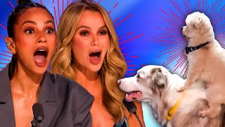 BGT Act Comes Back AMAZING Dog Audition on Britains Got Talent 2024 [upl. by Gwendolen]