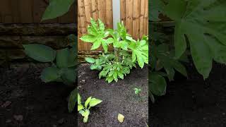 Fatsia Variegata put on good growth ytshorts tropical plants garden gardening fatsia [upl. by Adnilak996]