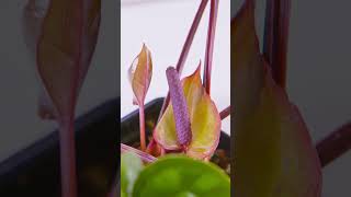 Anthurium Radicans x Luxurians  Plant Spotlight 1 [upl. by Weed]