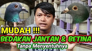 MUDAH  Cara membedakan Merpati jantan dan betina  perbedaan merpati jantan dan betina [upl. by Burg676]