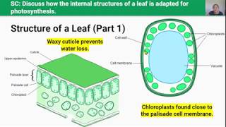 Photosynthesis Video 5 in 24 Series [upl. by Burleigh]