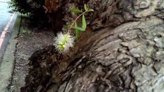 千層樹，白千層開花 Melaleuca Blooming 地點：國立桃園農工 B [upl. by Flory]