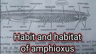 Habit and habitat of amphioxusbranchiostomazoologygirl on fire [upl. by Flagler904]