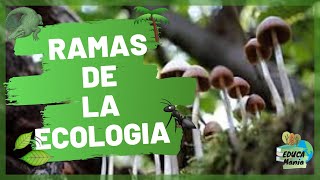 🌳¿CUALES son las RAMAS de la ECOLOGÍA 🌳Que estudia cada una de ellas [upl. by Acirema]