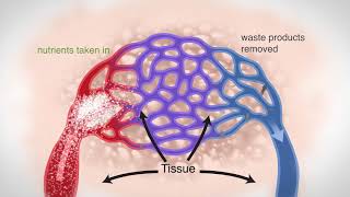 The Importance of Healthy Blood Flow [upl. by Htessil]