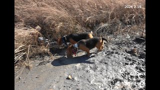 Skyviews Beagles Rabbit Hunting And AKC Field Trials [upl. by Idissac]