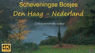 Scheveningse Bosjes Den HaagNederland in 4K Ontspannende video اروع غابات لاهاي الهولندية [upl. by Geller]