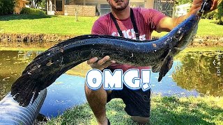 Massive Snakehead New Personal Best [upl. by Silverts]