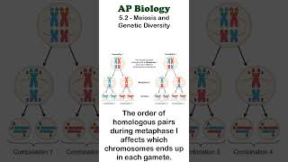 AP Bio  52 Independent Assortment apbiology mendelian unit5 [upl. by Haelahk]