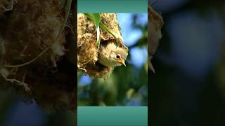 The Penduline Tits hanging nest is a remarkable construction birds [upl. by Dion]