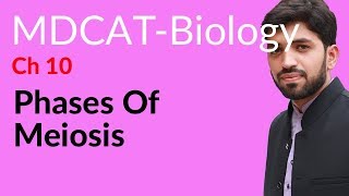 MDCAT Biology Entry Test Ch 10 Phases of Meiosis  Chapter 10 Genetics [upl. by Fabrienne]