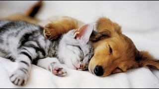 Top 10 Cats and Dogs best friends [upl. by Jo-Ann]