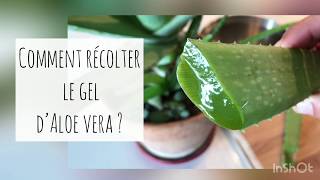 ALOE VERA COMMENT RECOLTER LE GEL COMMENT L UTILISER ET LE CONSERVER [upl. by Aicileb699]