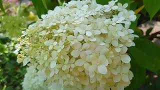 Hydrangea Paniculata Grandiflora [upl. by Wellington]