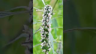 Motherwort Uses [upl. by Keyte]