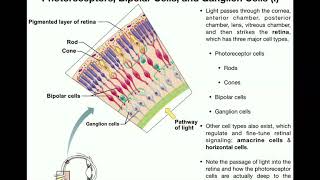 Anatomy  Vision Part 1  Retina Photoreceptors Bipolar Cells amp Ganglion Cells [upl. by Tnaryb24]