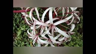 Nerine Lilly flowers  white and maroon nice combination🤍🥀🤍🥀🤍 [upl. by Nedrah378]