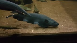 Feeding 18 inch Black Ghost Knifefish [upl. by Alcock]