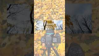 Creating a Shift Panorama of Autumn Leaves photography [upl. by Roanna]