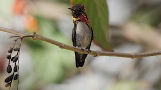 Male Bee Hummingbird [upl. by Acimak]