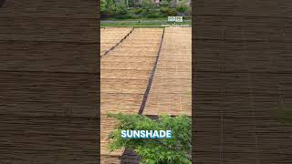 Bamboo Sunshade EcoFriendly Innovation [upl. by Yaras30]