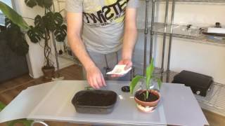 Propagating difficult Musa banana seeds with results [upl. by Pradeep]