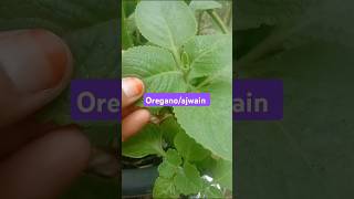 Ajwain Ka Paudha  Ajwain Plant  Oregano Plant  Ajwain Ka Paudha Kaisa Hota Hai  food plants [upl. by Muller]