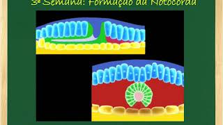 Profa Ivana Revisao GASTRULACAO NOTOCORDA SOMITOGENESE [upl. by Soo626]