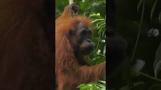 Co jedzą orangutany orangutan filmyprzyrodnicze filmdokumentalny gibbon małpa [upl. by Eirameinna]