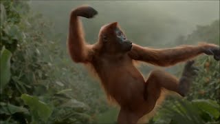 Dancing Orangutan 10 HOURS [upl. by Ennaeilsel]