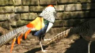 lady amhersts pheasant courtship display [upl. by Careaga]