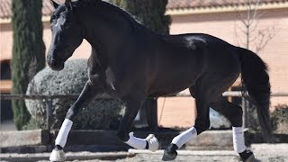 NOVELISTA SU  YEGUADA SUSAETA  1 AÑO DE ENTRENAMIENTO  SEMENTAL ESPAÑOL  CABALLOS ESPAÑOLES [upl. by Airehs]